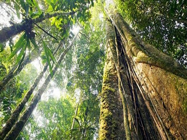 Inpa usa drones para obter dados na Amazônia