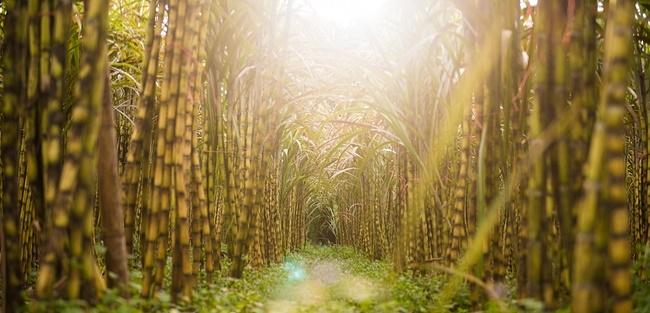 Centro de Tecnologia Canavieira extrai máximo valor dos dados