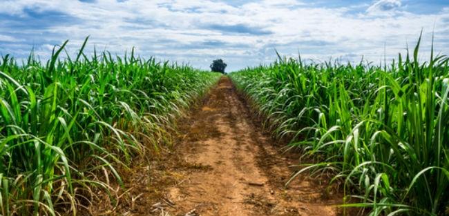 Sankhya expande atuação no mercado de agronegócios