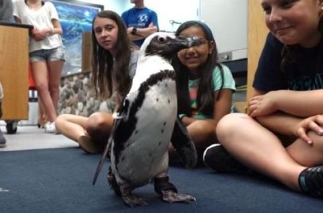 Estudantes dos EUA criam prótese 3D para pinguim voltar a andar