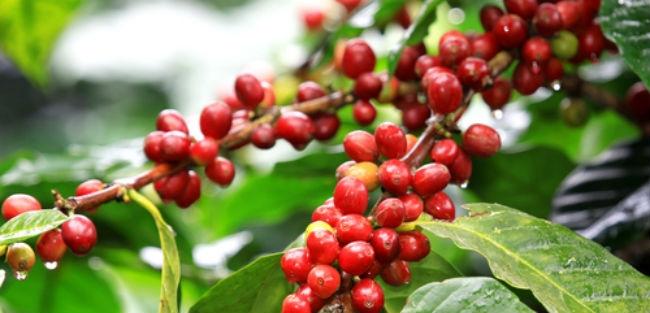 Cientistas criam sistema de previsão climática para agricultura