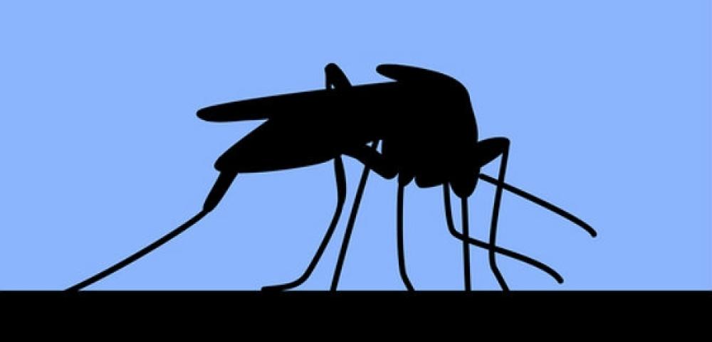 Empresa cria sistema para auxiliar controle do Aedes aegypti