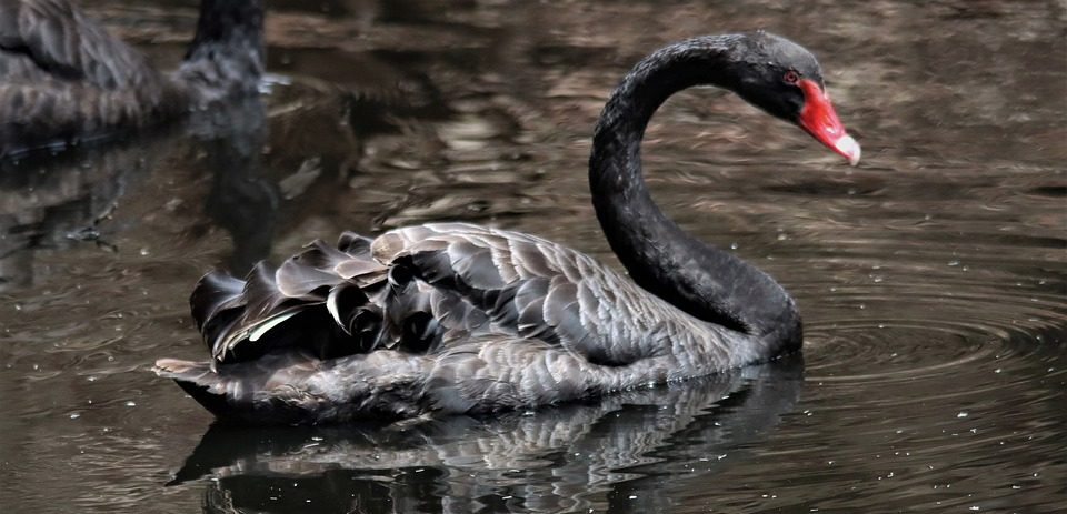 cisne negro