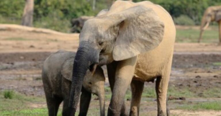 IBM, conservação de espécies