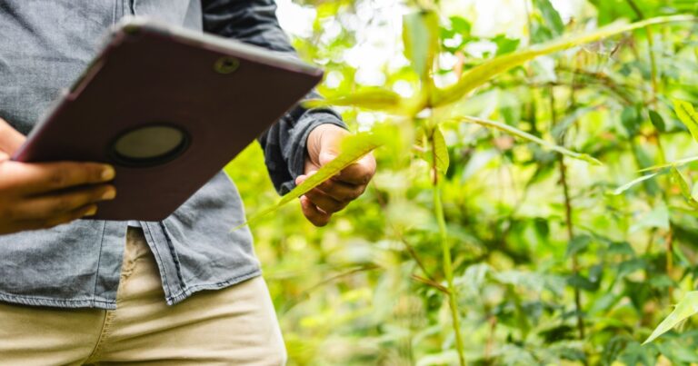 A imagem mostra uma pessoa segurando um tablet enquanto está em uma área com vegetação, possivelmente em uma floresta ou na Amazônia. A pessoa está observando ou interagindo com o tablet e ao mesmo tempo tocando uma folha, sugerindo atividades como monitoramento ambiental ou coleta de dados. O ambiente ao fundo é verde, com plantas e arbustos, transmitindo a ideia de uso de tecnologia para a preservação ou análise da natureza (impacto, tablet, tecnologia, floresta, amazonia, whatsapp, tecnologia, monitoramento)