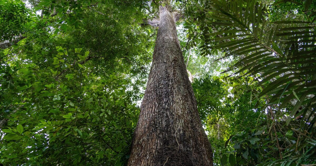Imagem de uma árvore alta na floresta amazônica, vista de baixo para cima, com tronco grosso e reto cercado por uma densa vegetação verde. A copa da árvore se mistura com as folhas de outras árvores ao fundo, evidenciando a biodiversidade da floresta tropical (biodiversidade)