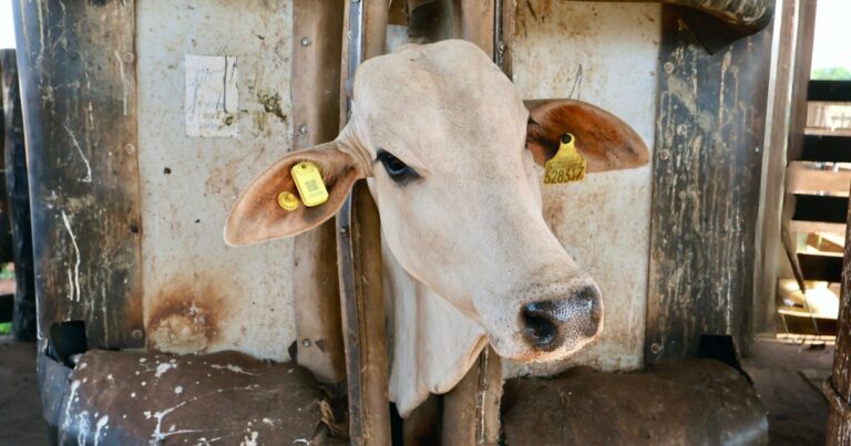 iboi, pecuária, brinco, iot, qualcomm