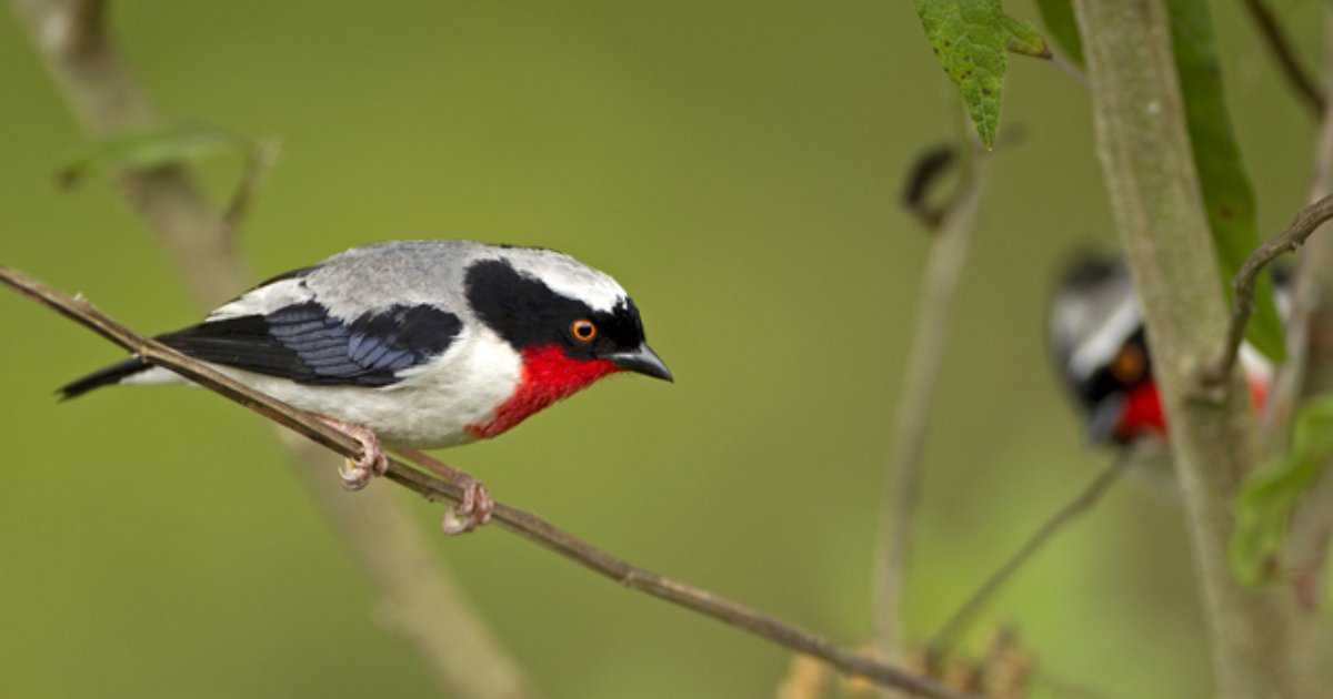 Saíra-apunhalada Brasil